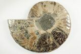 Bargain, Cut & Polished Ammonite Fossil (Half) - Madagascar #200130-1